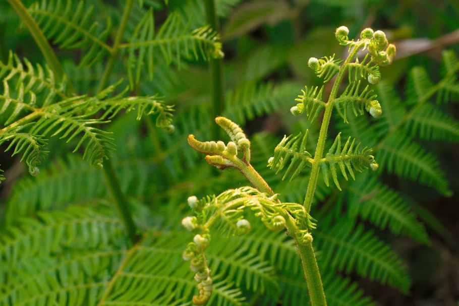 Папоротники хвощи плауны строение