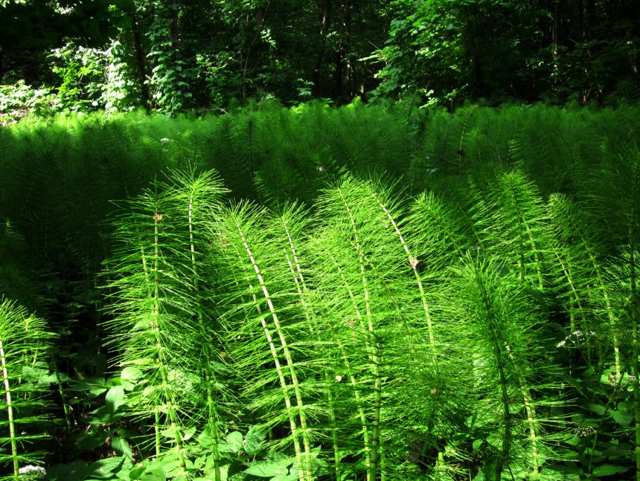 Страусник обыкновенный