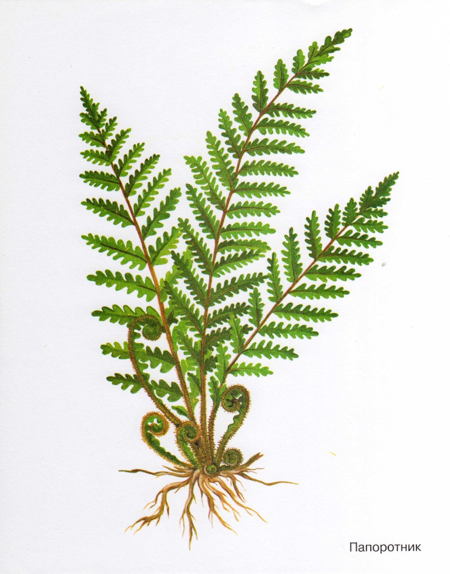 Побег хвоща растет междоузлиям