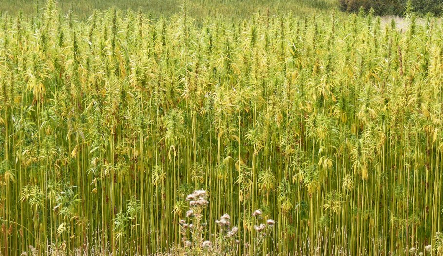 Колокольчик тонколистный полевой