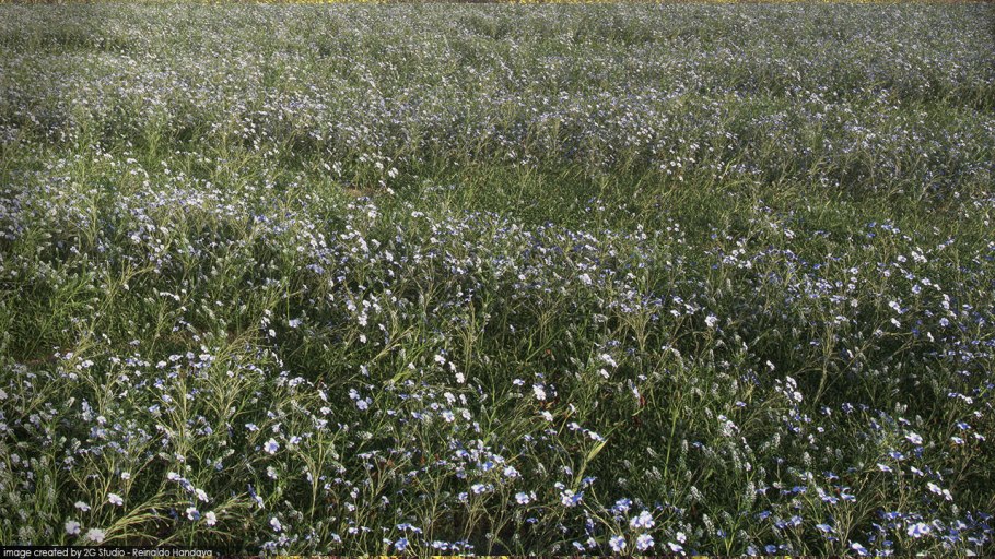 Козлобородник Донской