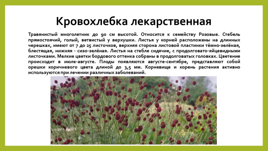 Люцерна медонос