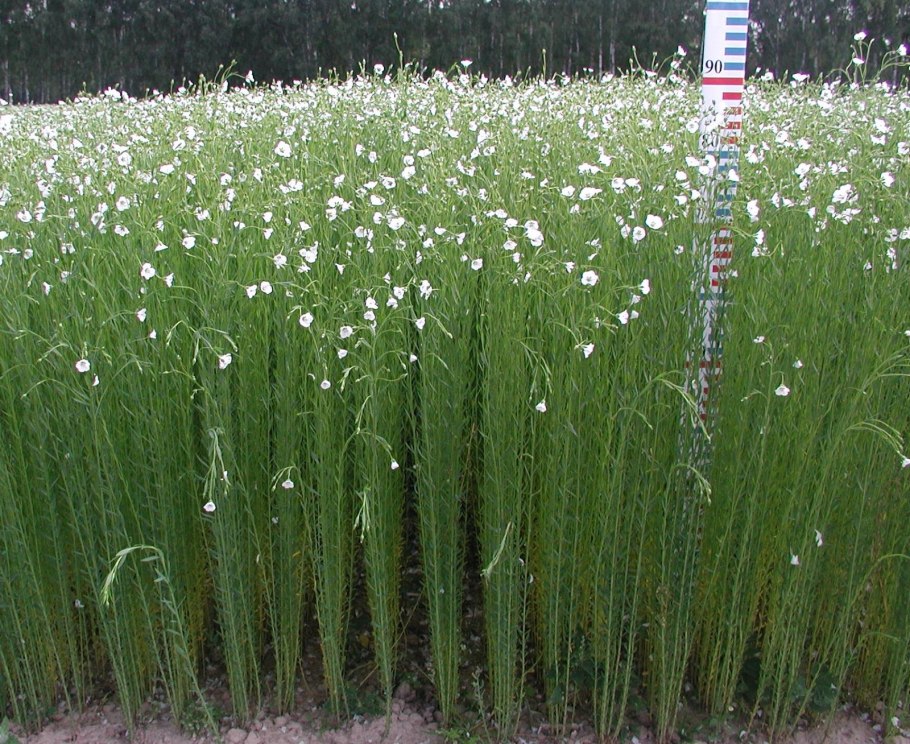 Сердечник Горький интересные факты