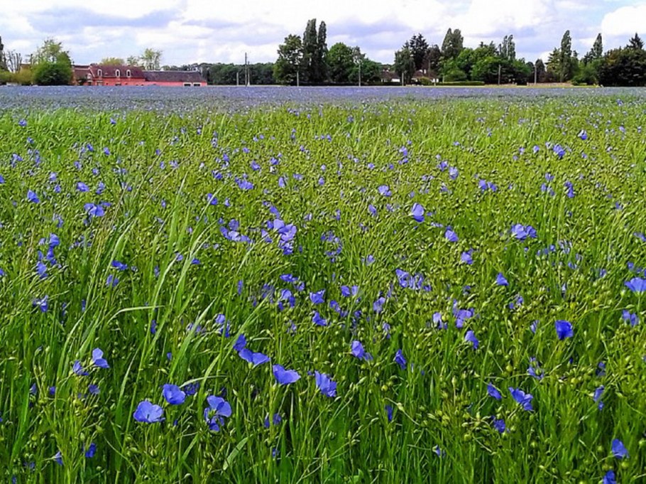 Одуванчик узколистный