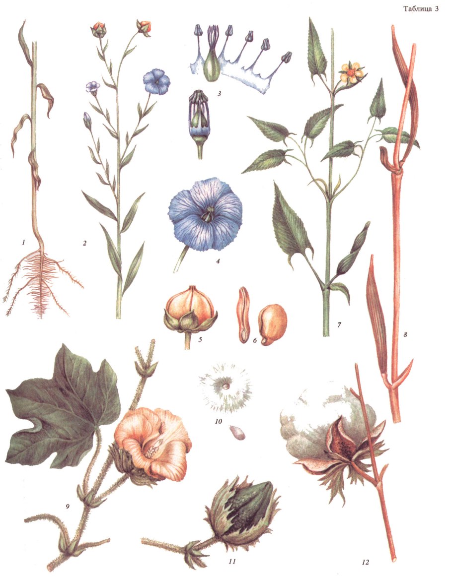 Лен Прядильная культура