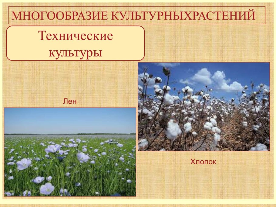 Хлопок техническая культура