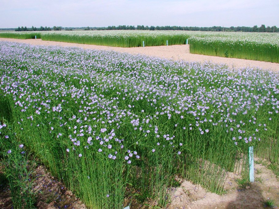 Хлопчатник Арктический