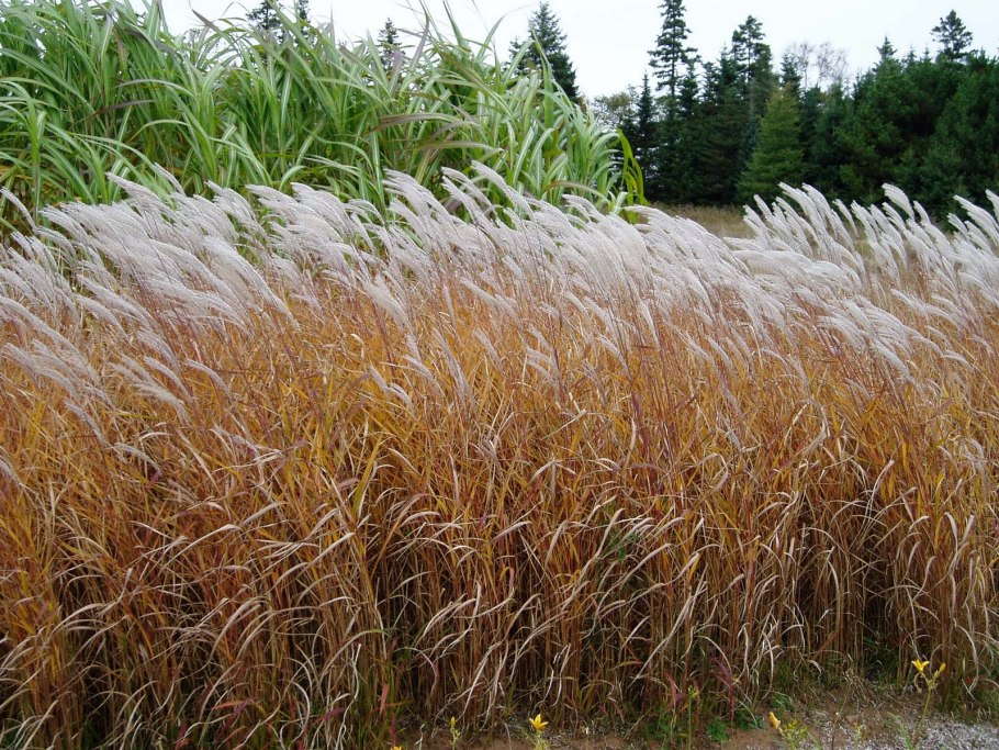 Первые одуванчики на Луге появление