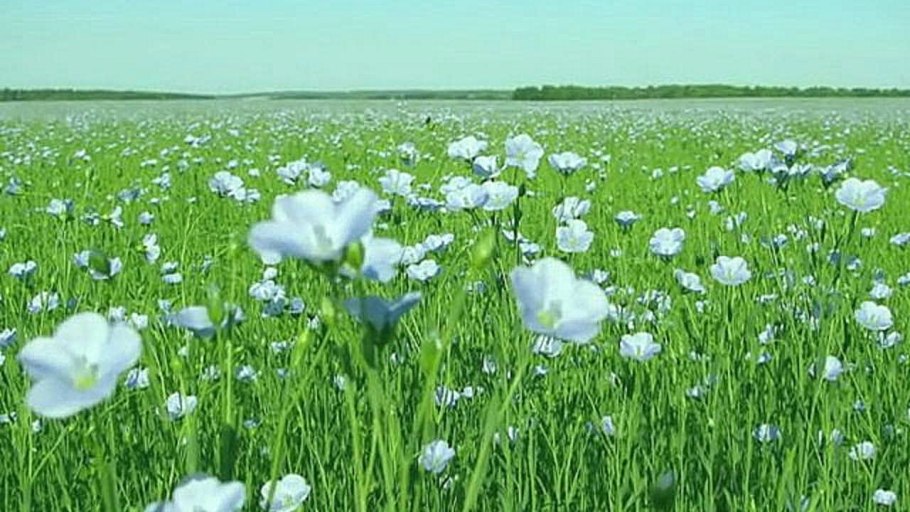 Агава волокно