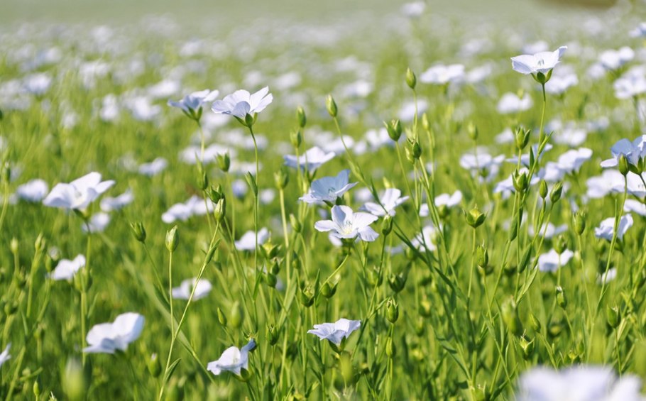 Лен долгунец поля