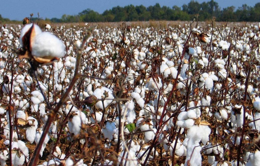 Растение лен долгунец