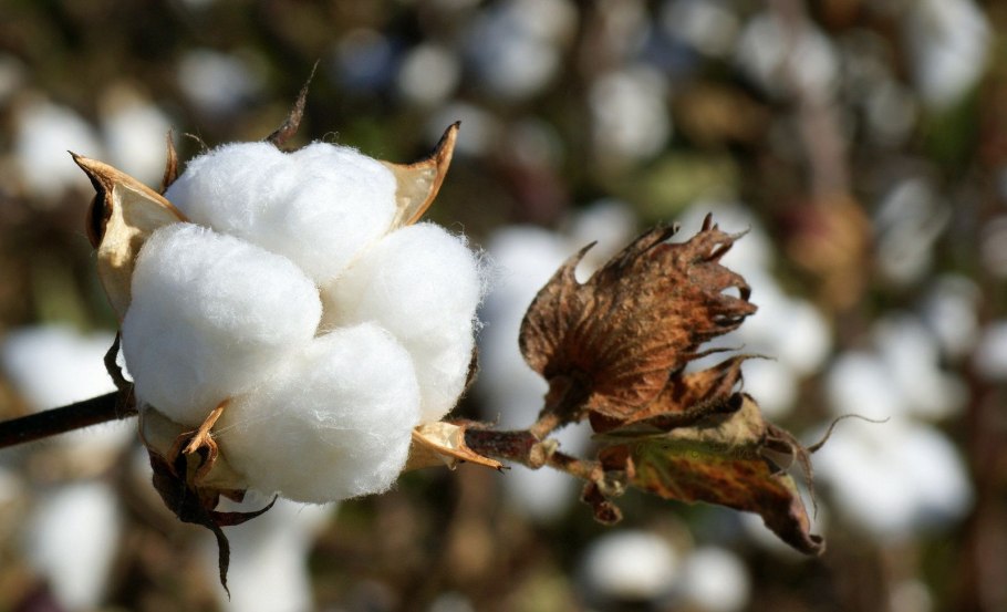 Сорняки Кубани