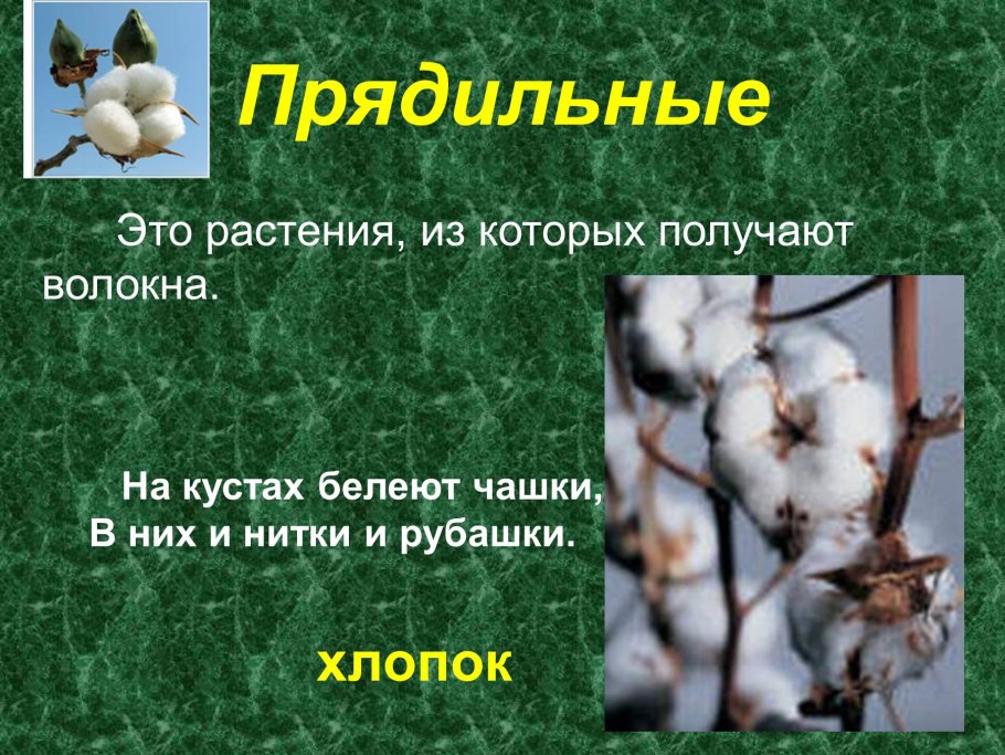 Растение лен долгунец