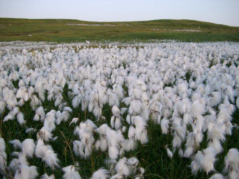 Хлопчатник Прядильная культура