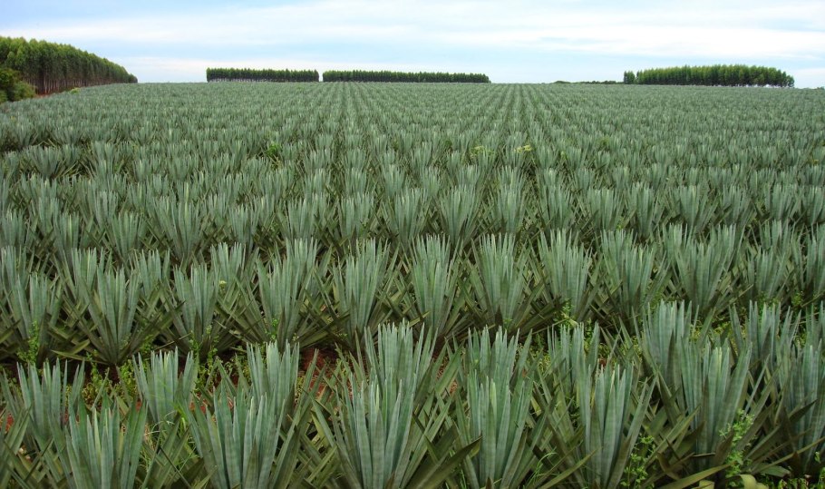 Белые цветы в тундре