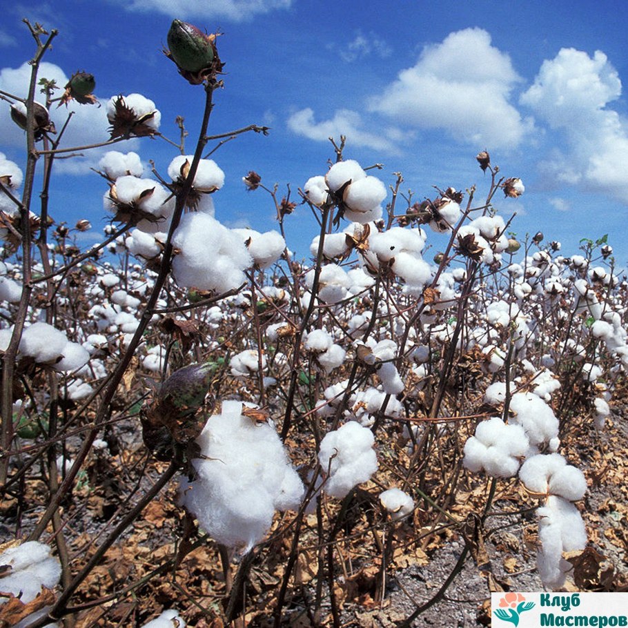 Хлопчатник Греции