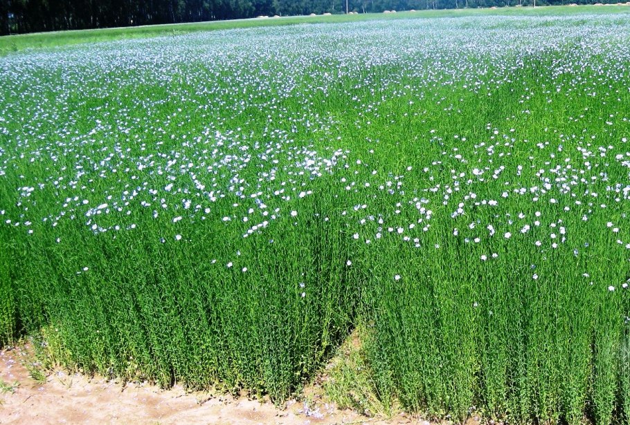 Растение лен долгунец
