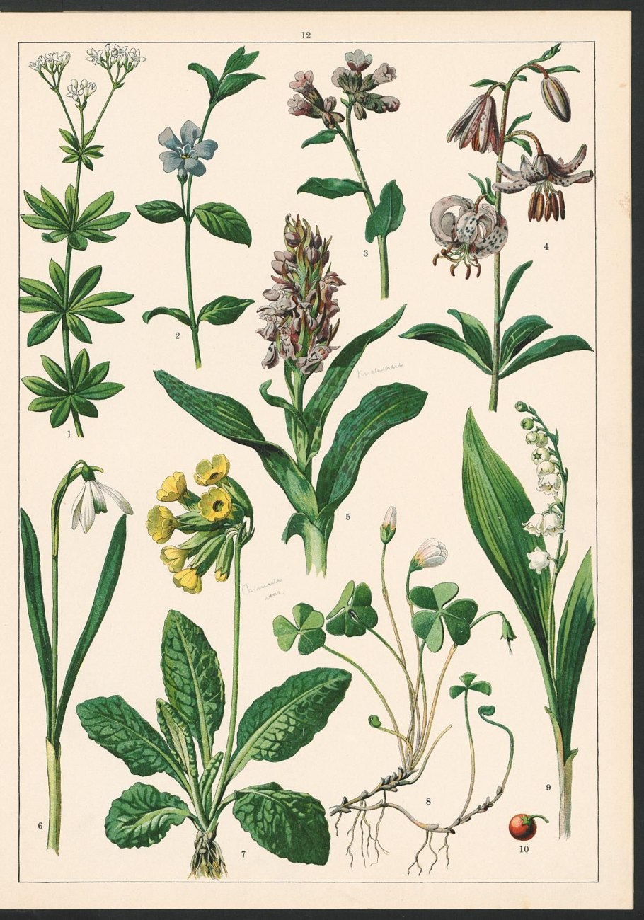 АИР болотный (Acorus Calamus)