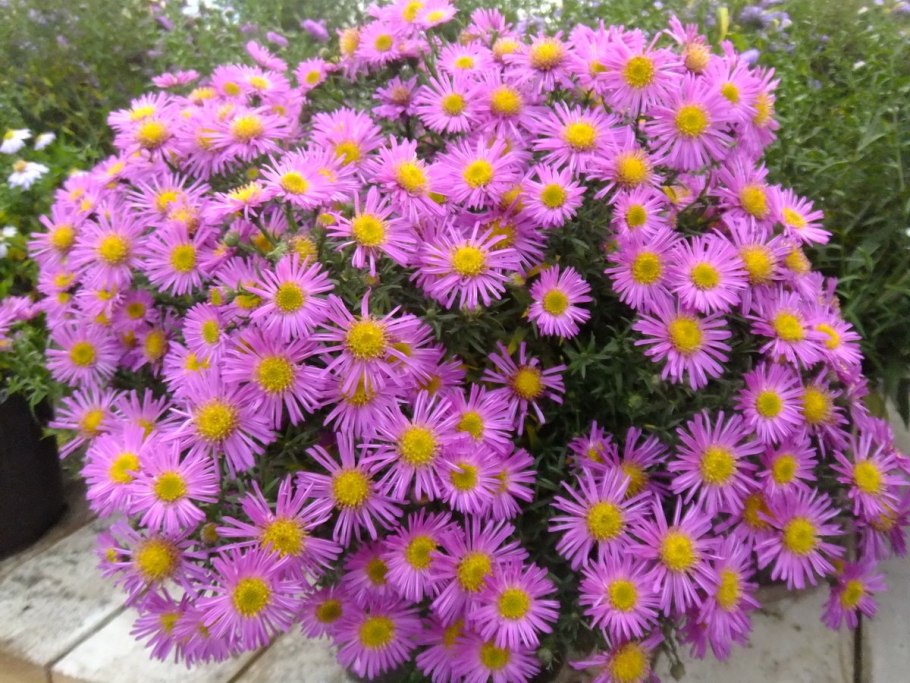 Астра Альпийская многолетняя