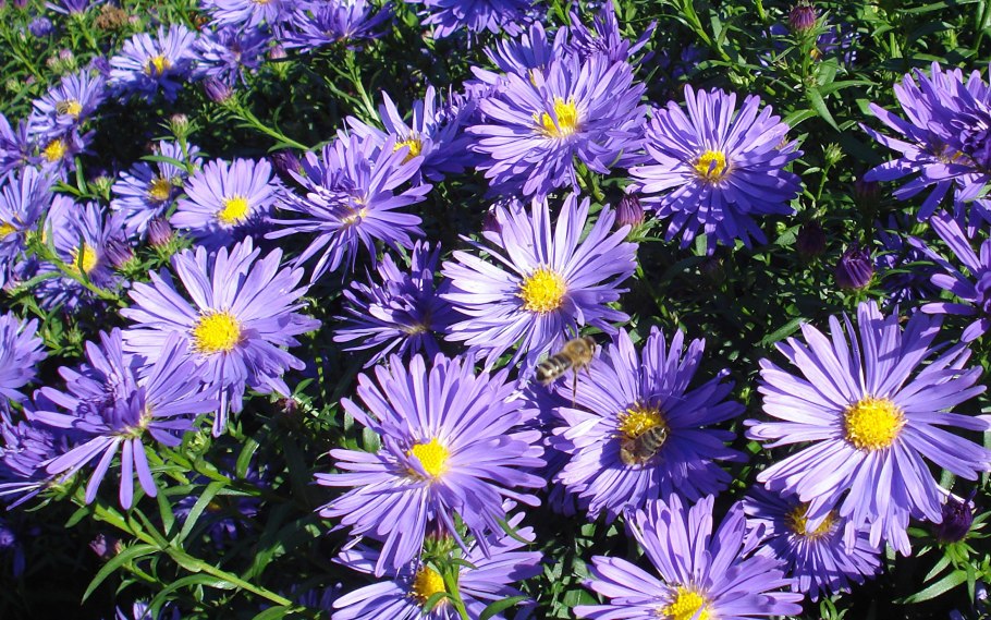 Астра кустарниковая многолетняя