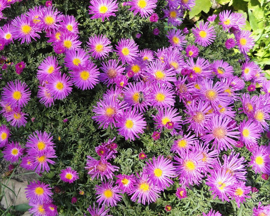 Астра Альпийская (Aster Alpinus) ‘Glory’