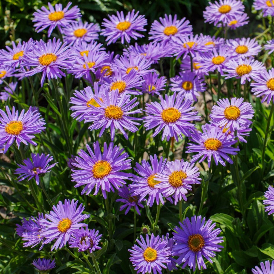 Астра Альпийская (Aster Alpinus)