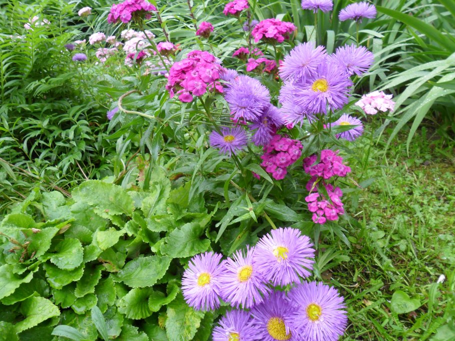 Астра Альпийская dunkle schone