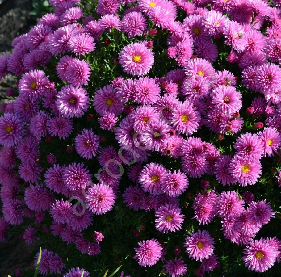 Астра Альпийская (Aster Alpinus)