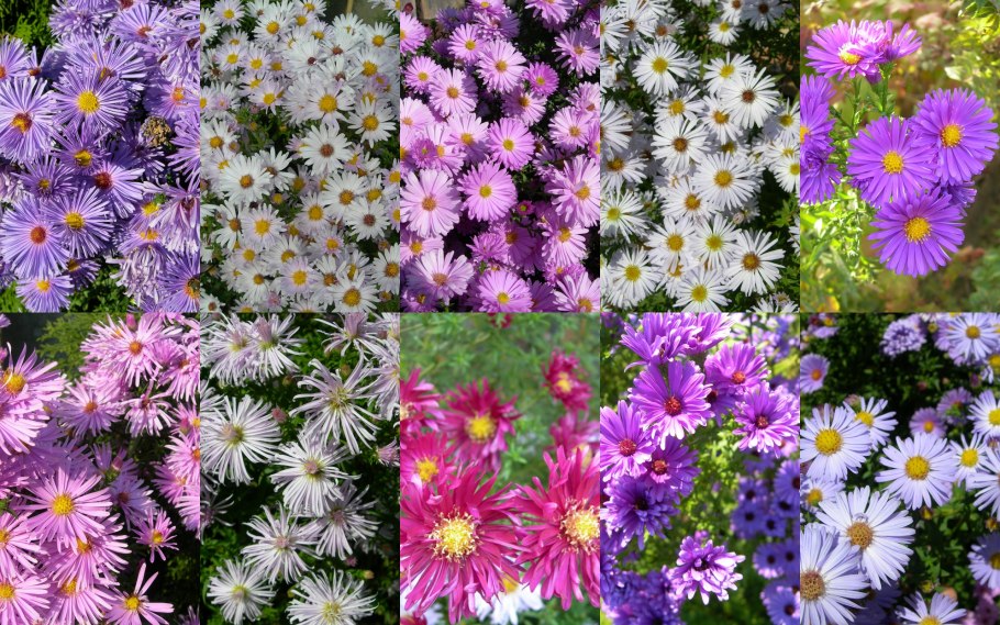 Астра многолетняя алая