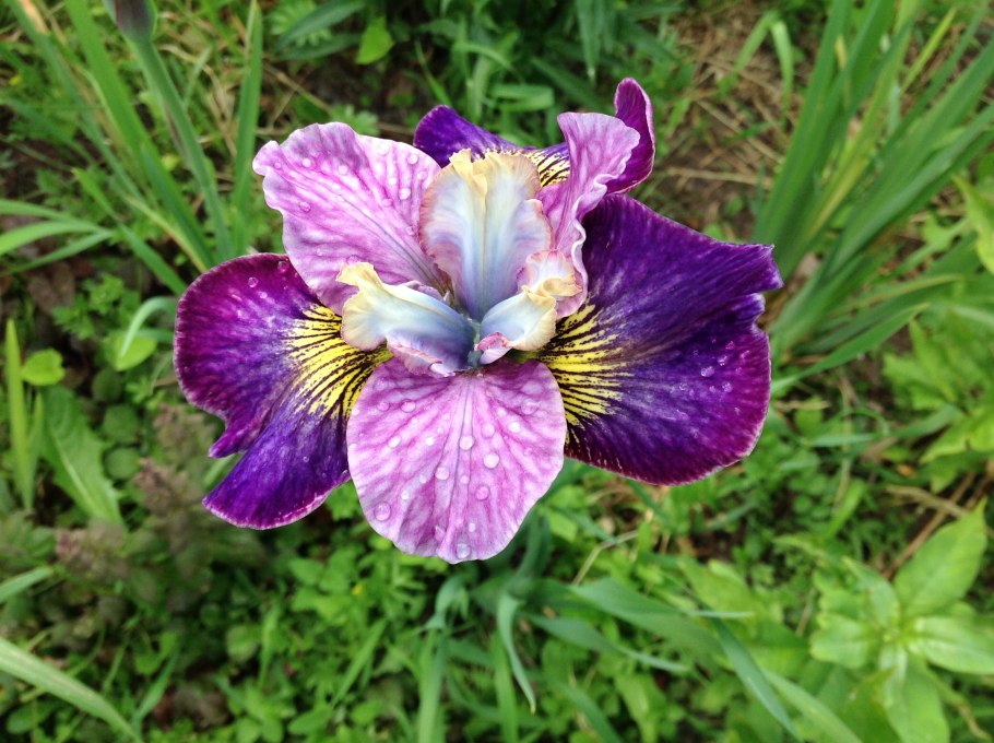 Ирис Сибирский Ригамароле Iris sibirica Rigamarole