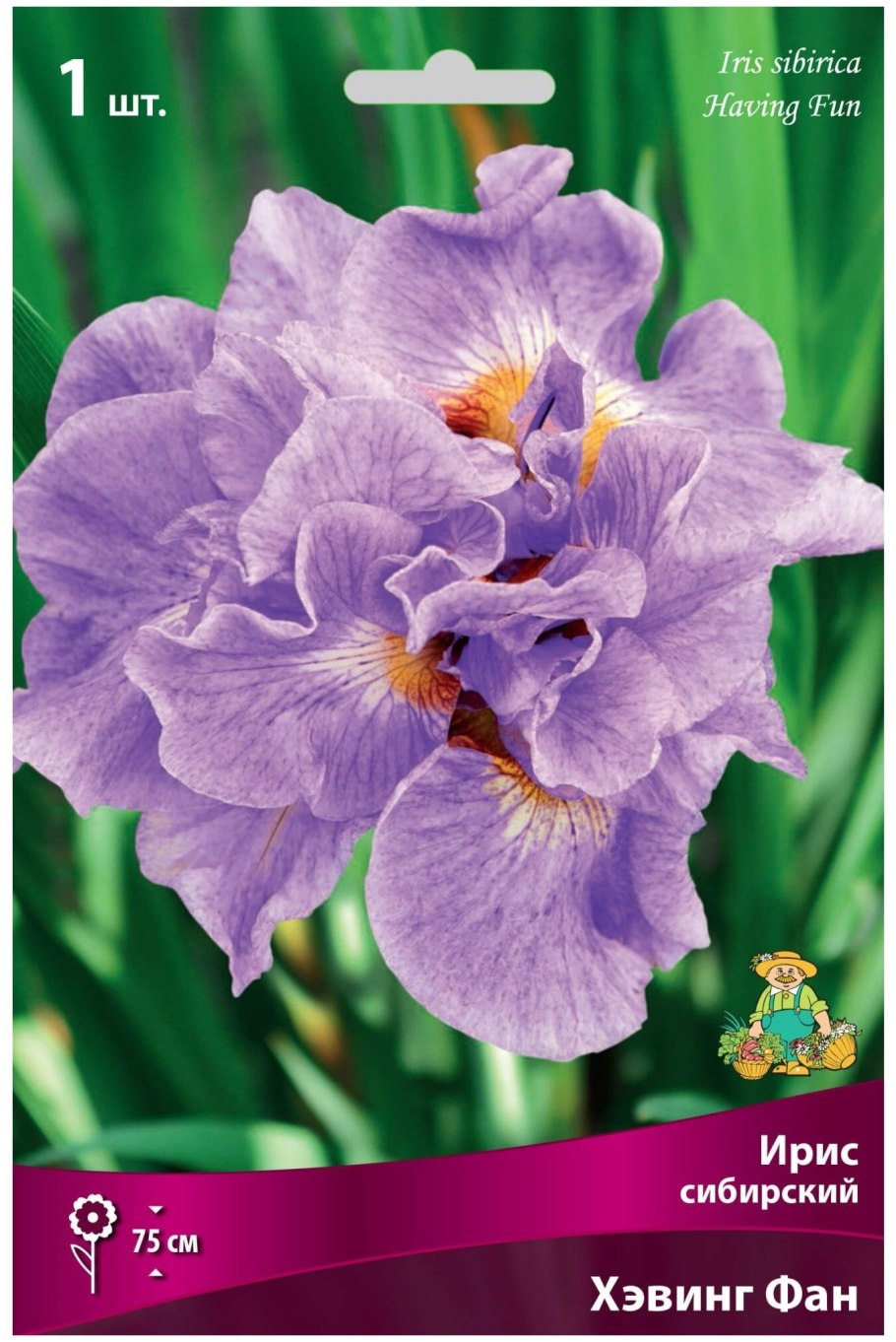 Ирис Сибирский Пинк