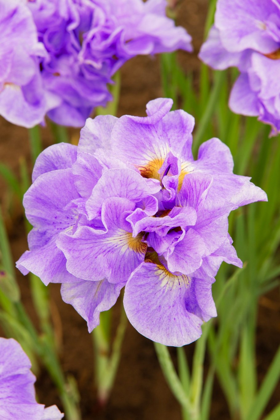 Ирис Сибирский Ригамароле