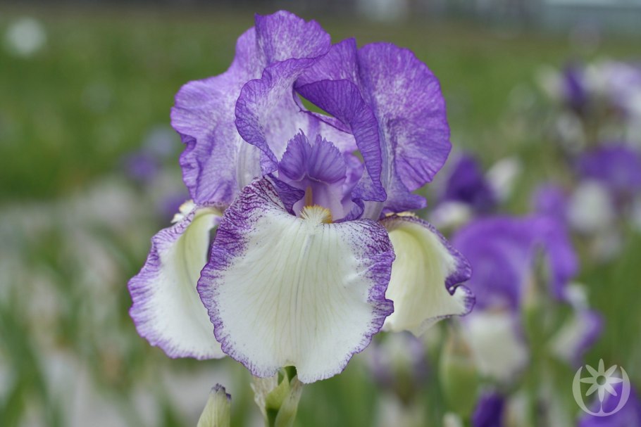 Ирис Распберри Свирл