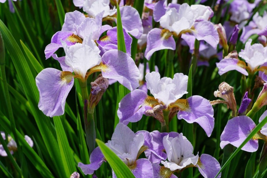 Ирис Сибирский (Iris sibirica &#96;Imperial Opal&#96;)