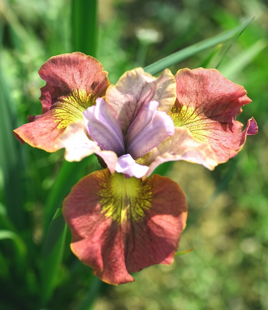 Ирис луизианский Энн Чаунинг