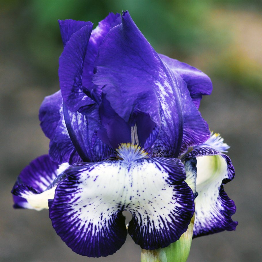 Ирис мечевидный зимостойкость