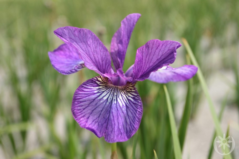 Ирис Сибирский valda