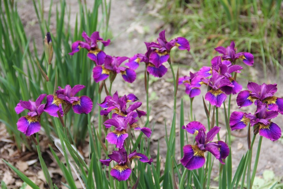 Ирис Сибирский Imperial Opal