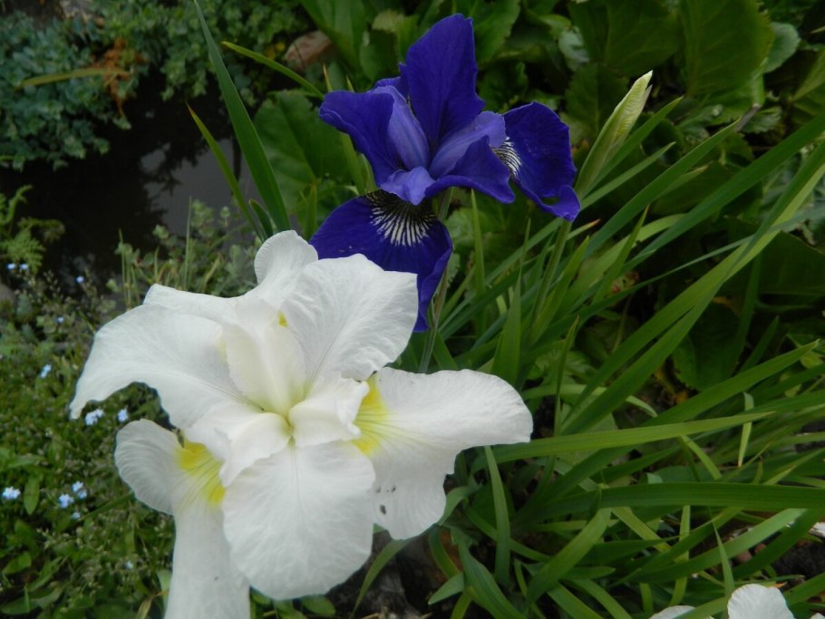 Ирис Navy Ruffles