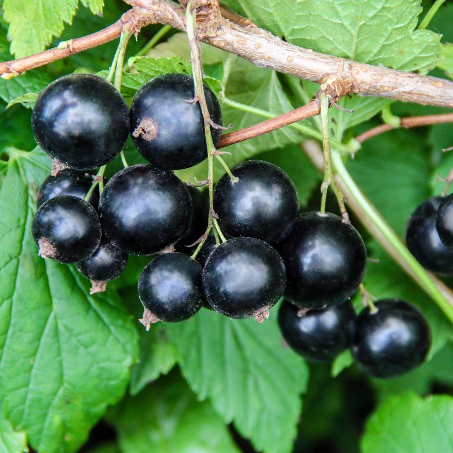 Смородина Нюрсинка