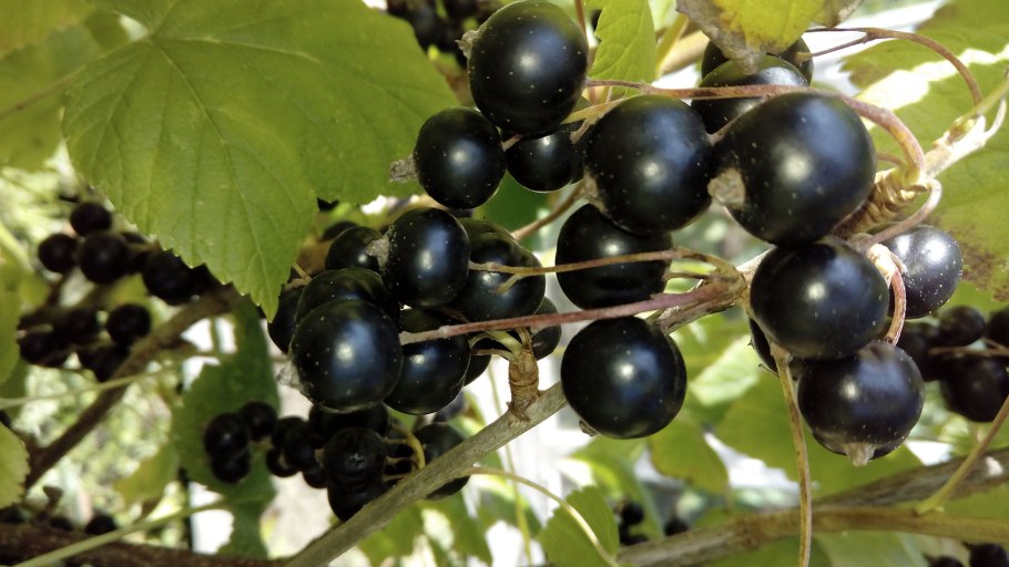 Смородина черная (ribes nigrum l.)