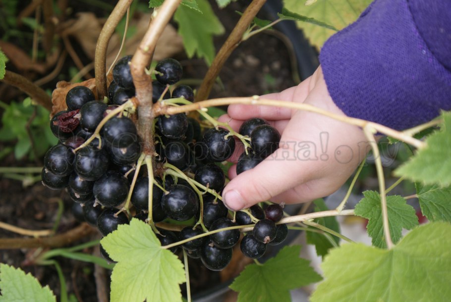 Смородина черная Дачница