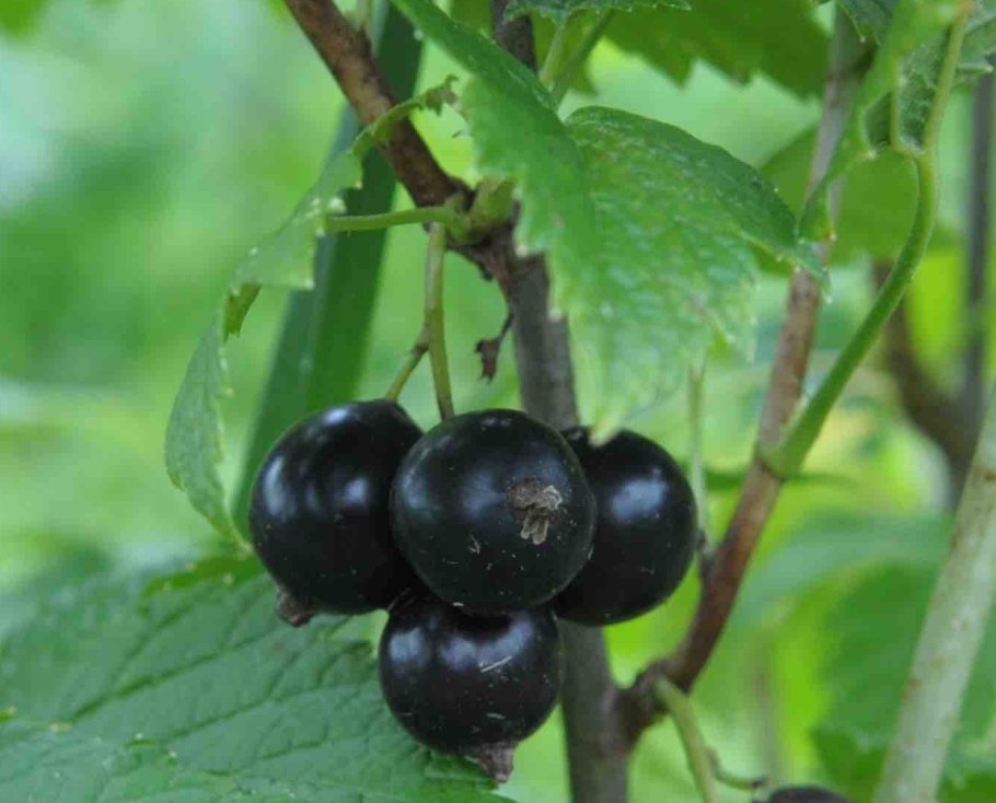 Смородина сорт Изюмная