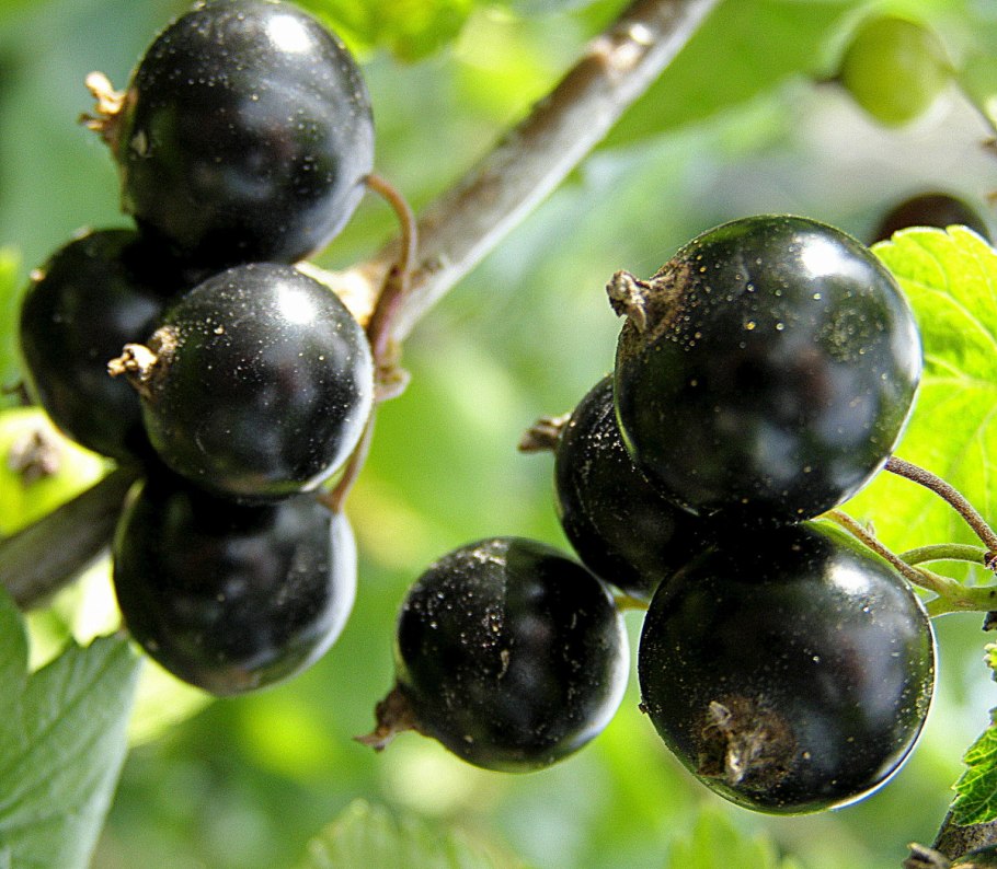 Смородина сорт Геракл