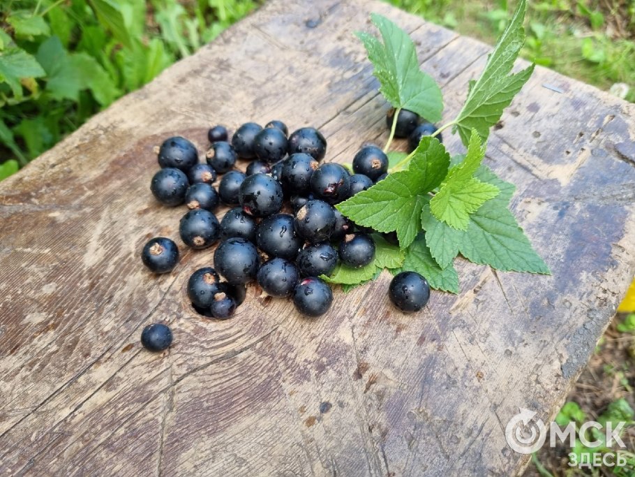 Смородина сорт сеянец голубки