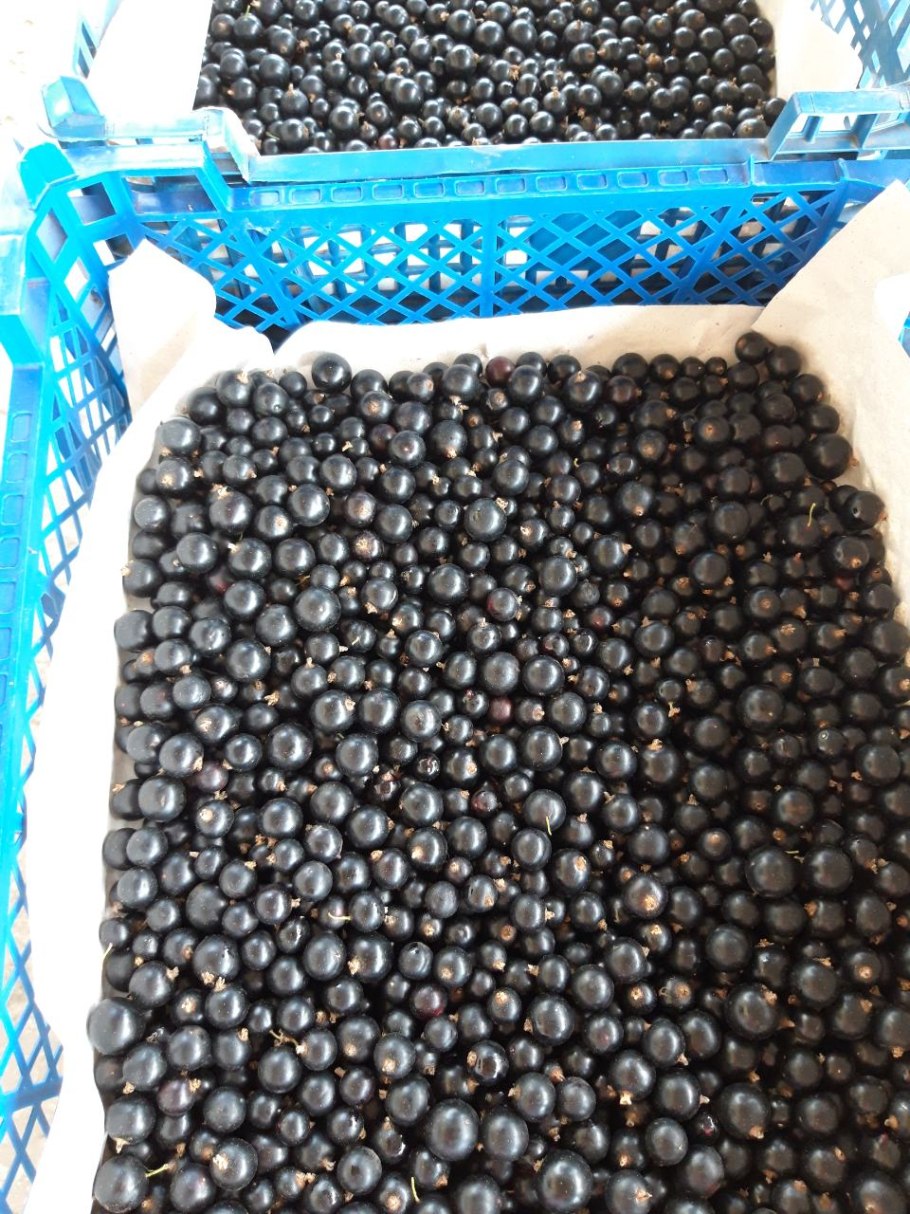 Смородина черная Нестер Козин