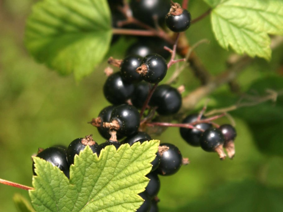 Смородина черная Русалочка