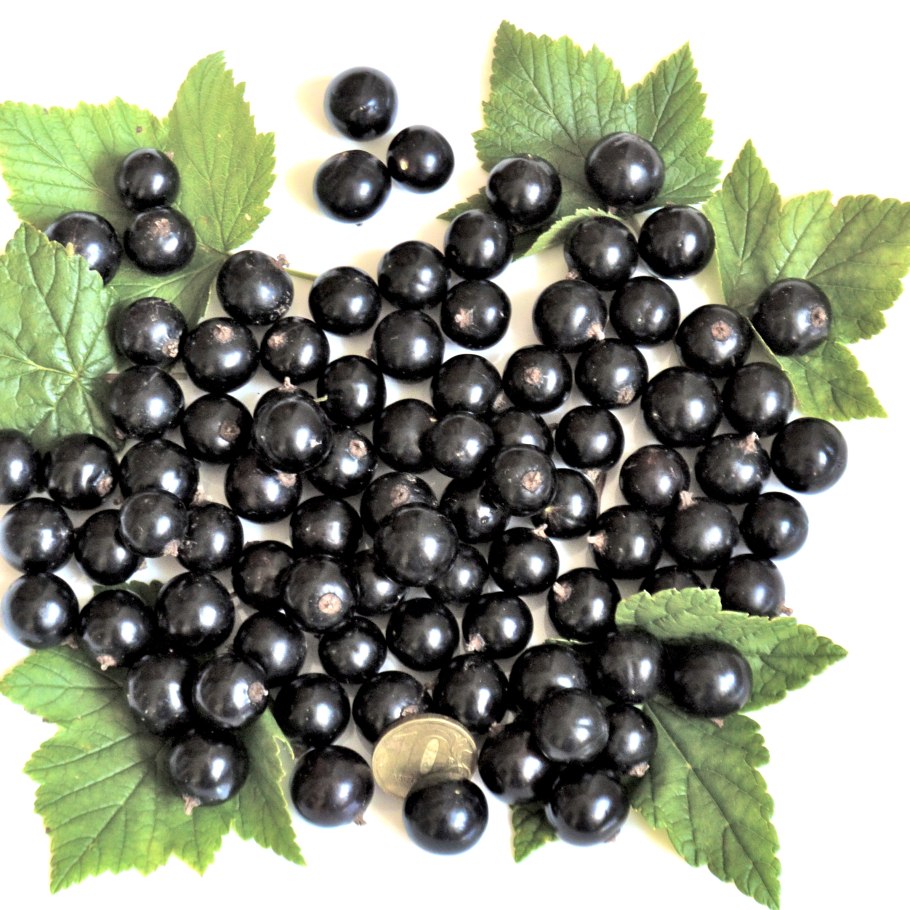 Сорт черной смородины Голубка