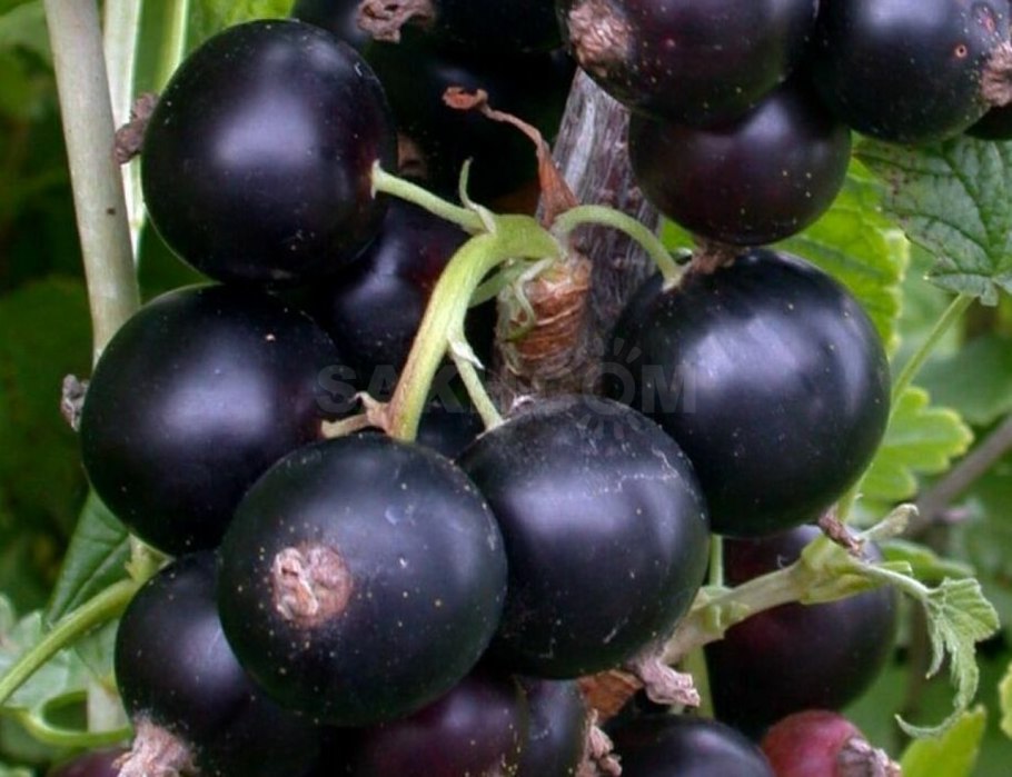 Садко сорт смородины