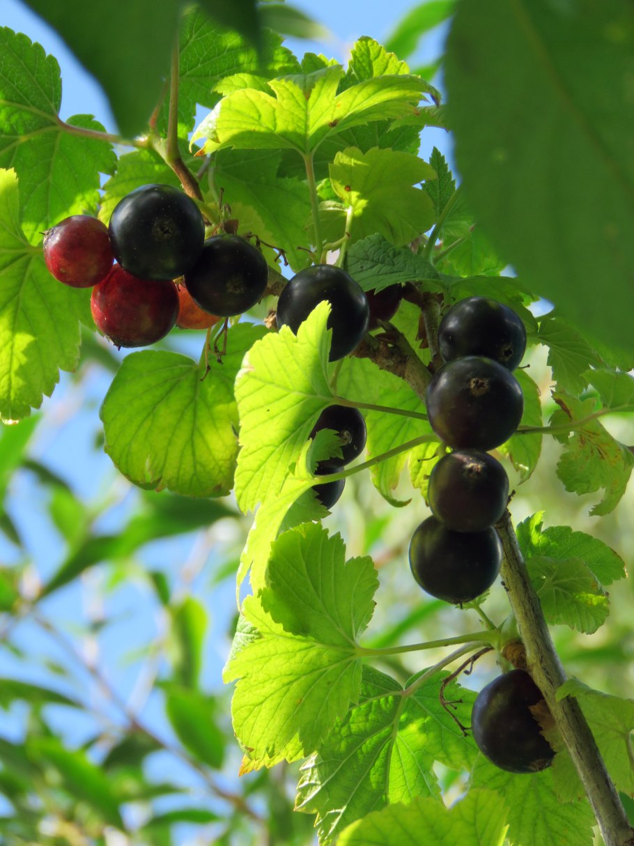 Смородина черная Дачница